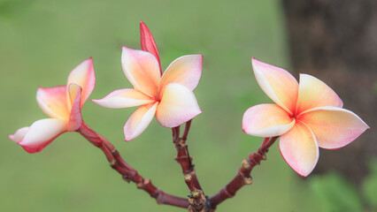 Three yellow white and pink Frangipani, Plumeria flower with green natural background.