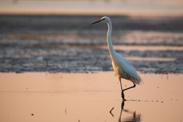 Great egret - Ardea alba in the water at morning lights