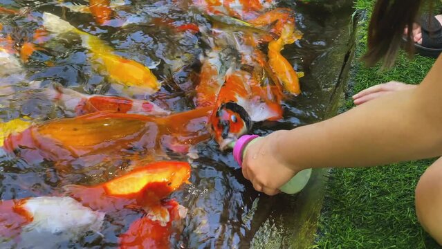 The koi fish suckling from a bottle, someone gave it to.