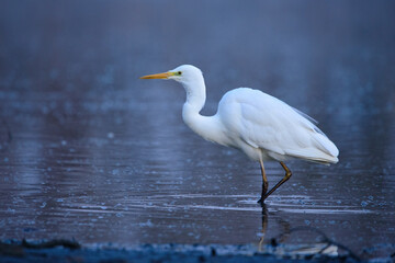Great egret - Ardea alba in the water at morning lights - 497013008