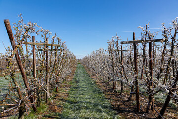 Frozen fruit blossom in a meadow during sunrise on a cold morning in Spring season. The farmers had to irrigate the blooming flowers with water to freeze them and to survive the freezing temperatures.
