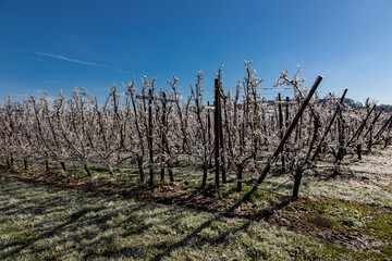 Fototapeta premium Frozen fruit blossom in a meadow during sunrise on a cold morning in Spring season. The farmers had to irrigate the blooming flowers with water to freeze them and to survive the freezing temperatures.