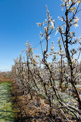 Frozen fruit blossom in a meadow during sunrise on a cold morning in Spring season. The farmers had to irrigate the blooming flowers with water to freeze them and to survive the freezing temperatures.