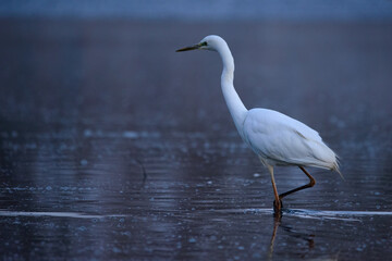 Great egret - Ardea alba in the water at morning lights