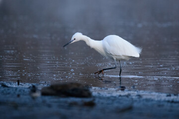 Little egret - Egretta garzetta on the lake