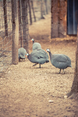 Helmeted Guineafowl (Numida meleagris) coming to a waterhole for water and food in a game reserve.