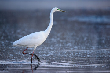 Great egret - Ardea alba in the water at morning lights