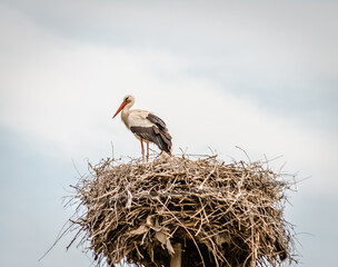 The white stork stands in a built-in nest.