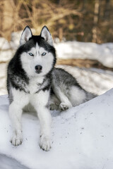 A blue-eyed husky wolf lies in the snow in sunny winter forest. Portrait cute Siberian Husky Dog. Front view.