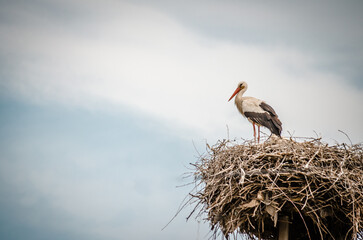The white stork stands in a built-in nest.