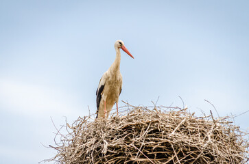 The white stork stands in a built-in nest.