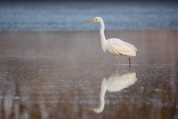 Great egret - Ardea alba in the water at morning lights