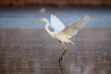 Flying Great egret over the lake