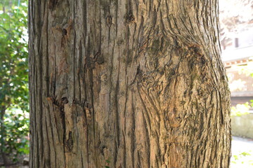 Image of giant cedar tree bark