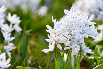 Common star hyacinth are early bloomers that herald spring. bloom at Easter time.