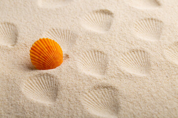 Sea shell on sand as seashore background with copy space.