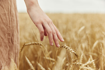 touching golden wheat field spikelets of wheat harvesting organic sunny day