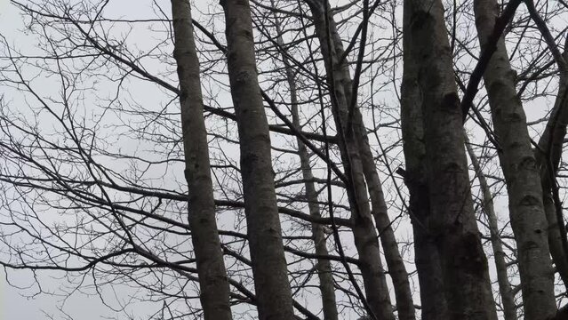 Slow moving trees in an English forest against a grey sky