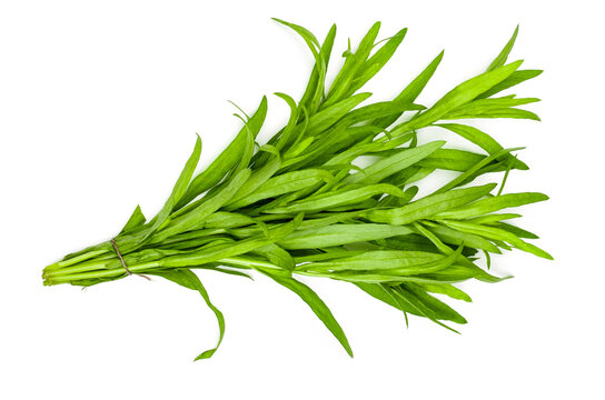 Bunch of tarragon isolated on a white background