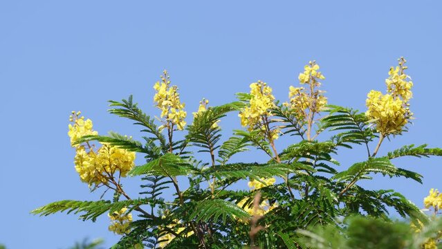 Beautiful yellow flowers and green leaves of golden yellow poinciana, peltophorum dubium swaying in the summer breeze against cloudless blue sky, close up shot at daytime.