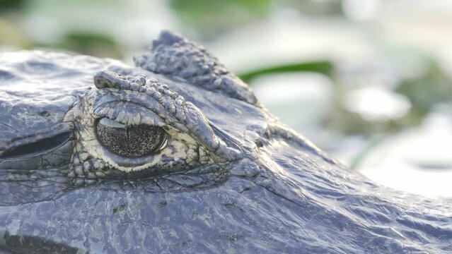 Extreme close up shot capturing the details of the eye and texture of the skin of a wild yacare caiman against out of focus swampy background during daytime, wildlife nature within brazilian pantanal.