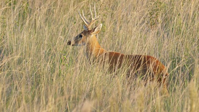 Spiritual animal, marsh deer, blastocerus dichotomus with tawny brown fur has the ability to camouflage in the wild nature, hide away from its predators, wildlife close up shot.