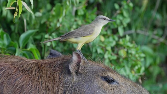 Little cute cattle tyrant, machetornis rixosa launch off on the head of a wild capybara and fly away into the wild, extreme close up shot of wildlife nature at pantanal, south america.