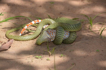 animal, animals, background, chrysopelea, chrysopelea ornata, colorful, cruel, danger, dangerous, dead, deadly, eat, eating gecko, eye, flying snakes, forest, garden, gecko, green, green snake, head, 