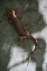 animal, animals, background, chrysopelea, chrysopelea ornata, colorful, cruel, danger, dangerous, dead, deadly, eat, eating gecko, eye, flying snakes, forest, garden, gecko, green, green snake, head, 