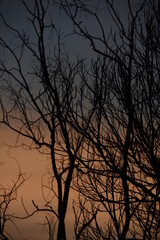 the died tree branches on sunset wallpaper, meaning for nobody, scare, lonely and fail.