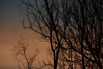 the died tree branches on sunset wallpaper, meaning for nobody, scare, lonely and fail.