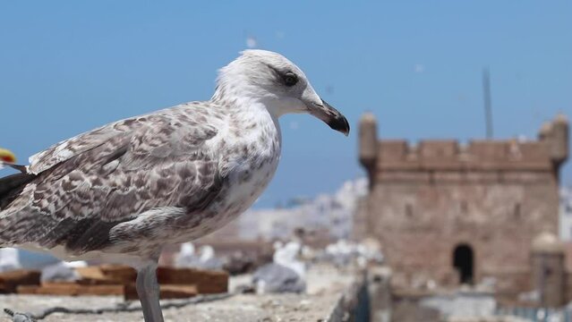 Seagulls of Essaouira, Morocco and the kasbah of Essaouira behind them, the place where Game of thrones was filmed.
