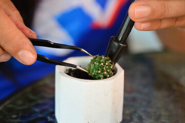 seedling cactus on flowerpot for young garden hobby in free time.