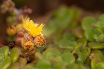 Aichryson tortuosum, tropical plant with yellow flower, selective approach.