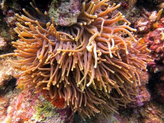 Plakat red anemone 