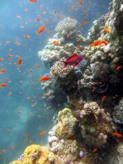 Fototapeta na wymiar Blue Hole fish and coral reef of red sea