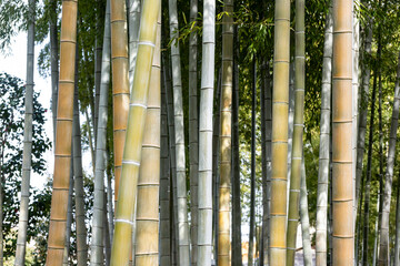 Bamboo forest overgrown with bamboo