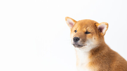 portrait Japanese dog Siba inu. Red Dog head On a white background with copy space. banner