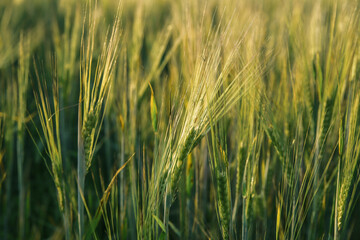 Ears of green unripe wheat, rye or barley, close-up. Agricultural plants grow in the field. Summer nature background