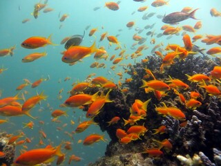 Blue Hole fish and coral reef of red sea