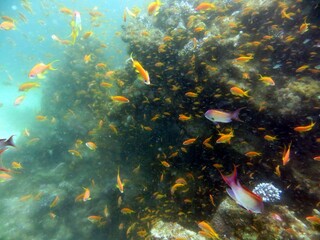 Blue Hole fish and coral reef of red sea