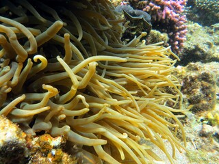 Fototapeta na wymiar red anemone 