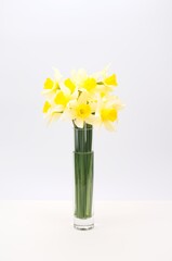 yellow narcissus in a glass vase on a white table against a wall - Easter and spring concept