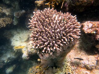 Naklejka na ściany i meble Blue Hole fish and coral reef of red sea