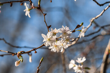 Cherry blossoms in early spring against the sky on a sunny day
