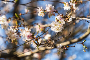 Cherry blossoms in early spring against the sky on a sunny day