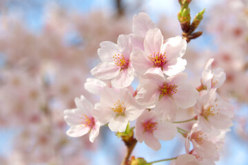 桜の花
