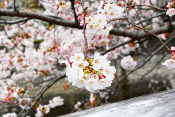 川の上の桜の花