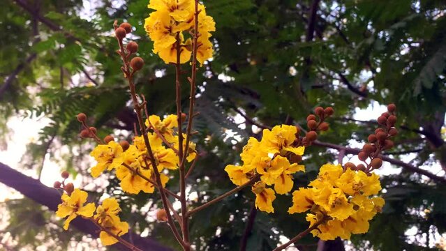 Gulmohar tree yellow flower