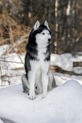 A blue-eyed husky wolf dog sits on the snow in sunny winter forest and looks around. Portrait cute Siberian Husky Dog.